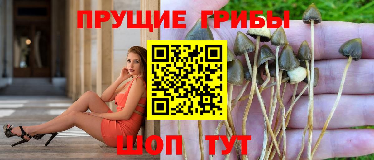 Гусиноозёрск  Галлюциногенные грибы MAGIC MUSHROOMS  Вход с VPN 